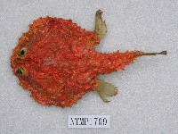 藏品(星點長鰭鰏魚)的圖片